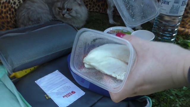 ВЫЖИВАЕМ В ЛЕСУ С КОТОМ И СОБАКОЙ! ГОТОВИМ СУШИ НА ПОЛЯНКЕ!! смотреть онлайн