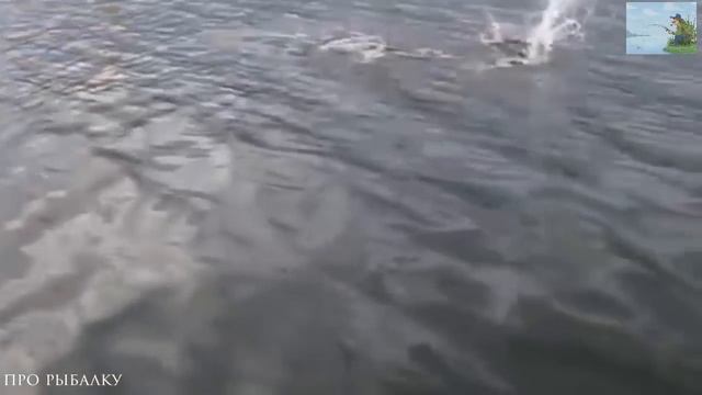 Ловля щуки на лесном озере. Рыбалка на летние жерлицы. смотреть онлайн