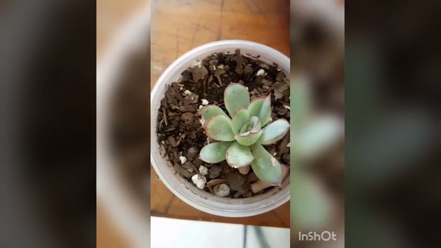 Echeveria Pulidonis.