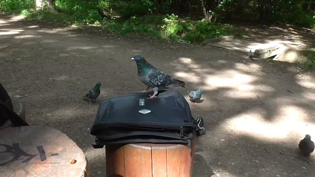 Птичьи баталии смотреть онлайн