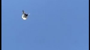 голуби Николаенко С.А. лето г.Геническ 380970600497