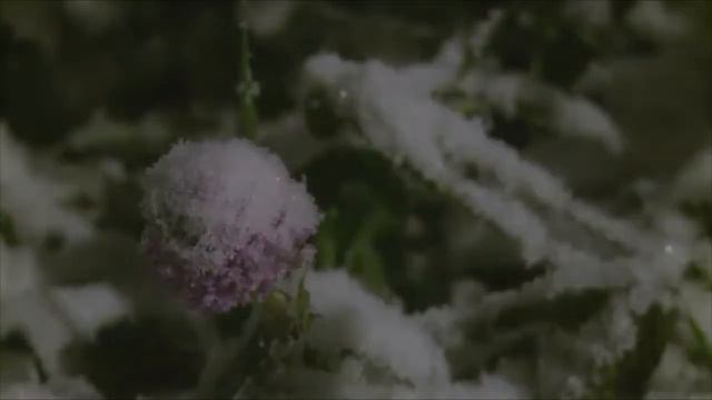 Фёдор Варзарь - Белый пепел. смотреть онлайн