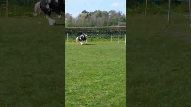 Dilwyn!first ridden showing! смотреть онлайн