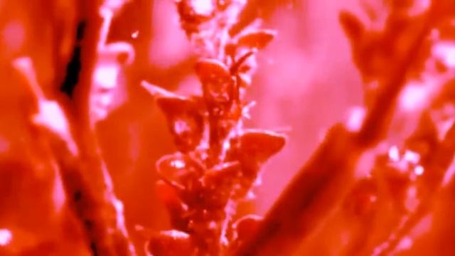 Srf Inc. - Rose Of Jericho 2