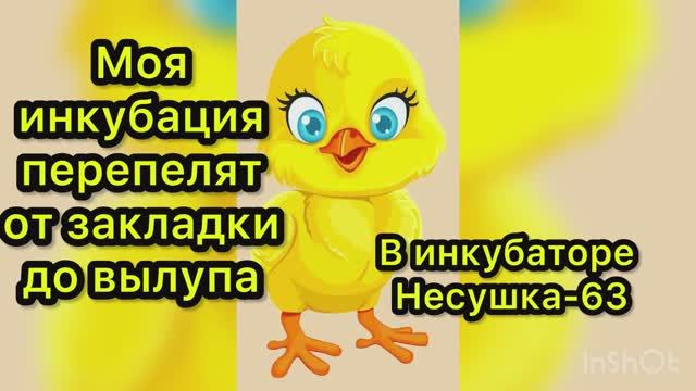 Моя инкубация перепела в инкубаторе Несушка-63 смотреть онлайн