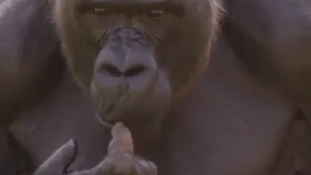Why Python 3.11 is so fast | Guido van Rossum and Lex Fridman смотреть онлайн