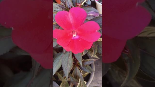 Chrysanthemum , begonia and sliper orchid. смотреть онлайн