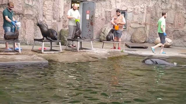 Шоу морских котиков во время обеда смотреть онлайн