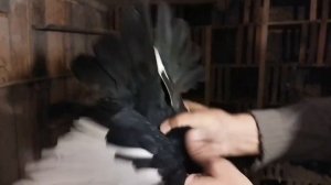 Курские и Николаевские голуби Олега Матвеева, Тульская обл. / Kursk and Nikolaev pigeons