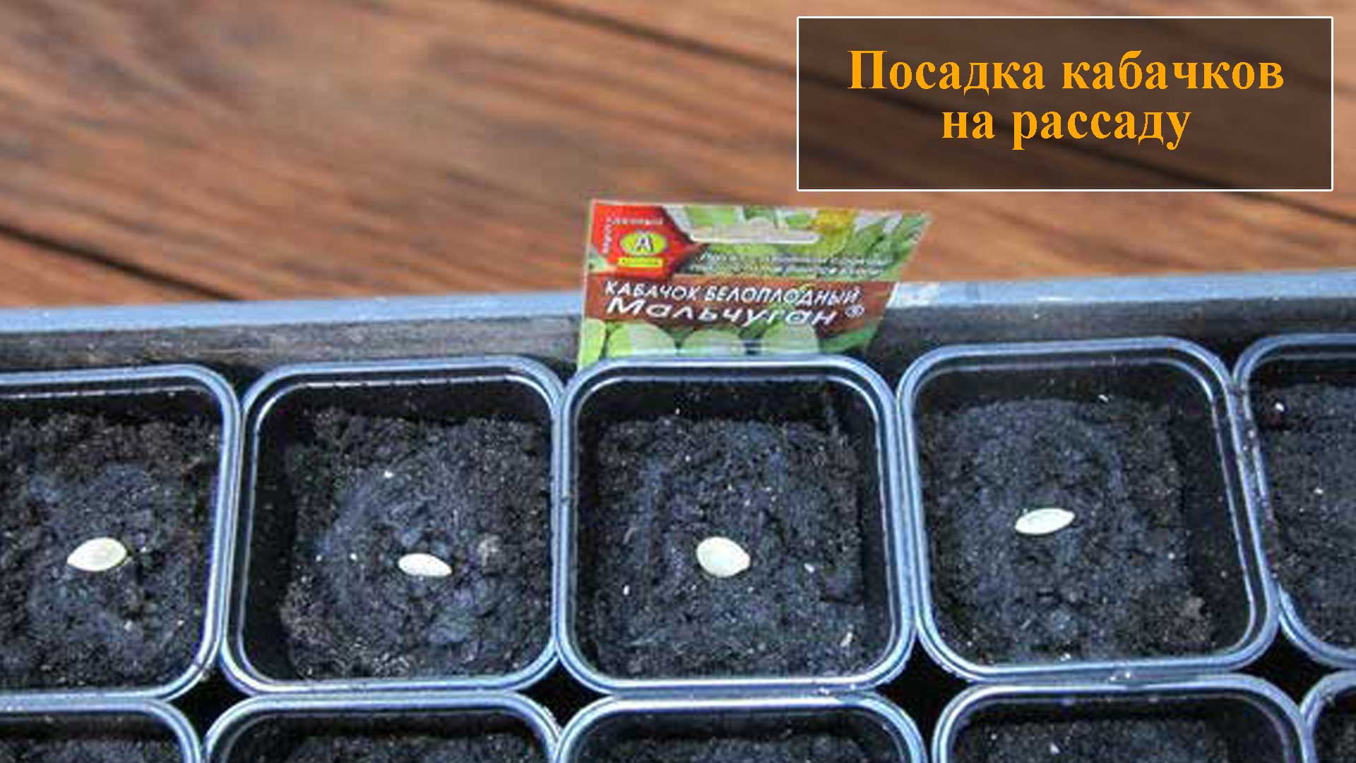 Посадка кабачков на рассаду