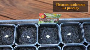 Посадка кабачков на рассаду