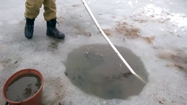 Добыча мотыля Зимой смотреть онлайн
