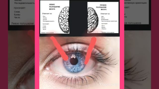 Как ведет себя человек с РАЗОБЩЕННЫМИ ПОЛУШАРИЯМИ?-Гугол знаний смотреть онлайн