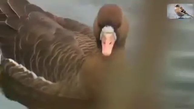 Перелётные птицы. смотреть онлайн