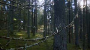 ?СТРАННЫЙ и ЗАГАДОЧНЫЙ СЛУЧАЙ  на таежном болоте! Случай в тайге!