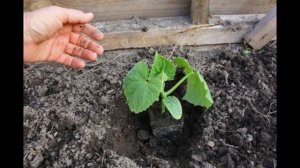 Как вырастить рассаду огурцов на подоконнике в домашних условиях. Основные правила.