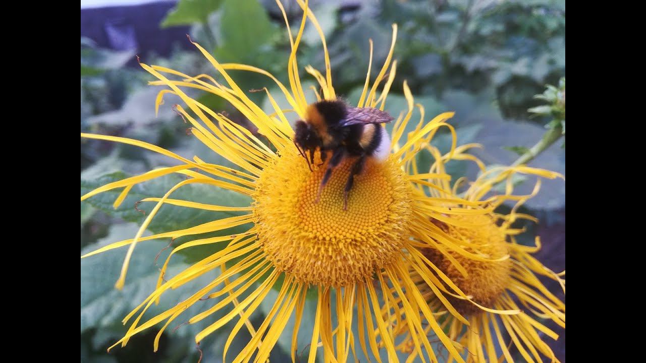 ШМЕЛЬ ЖУЖЖИТ... ШМЕЛЬ СОБИРАЕТ НЕКТАР НА ЦВЕТКЕ смотреть онлайн