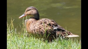 ГОЛОС КРЯКВЫ УТКИ СОДЯТСЯ НА ГОЛОВУ