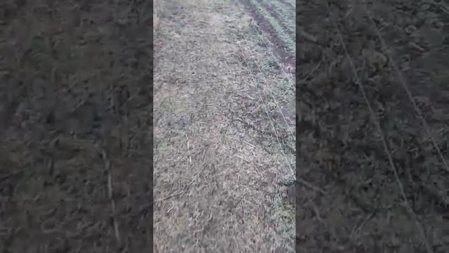 электропастух и бараны смотреть онлайн