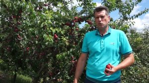 Кубанская комета