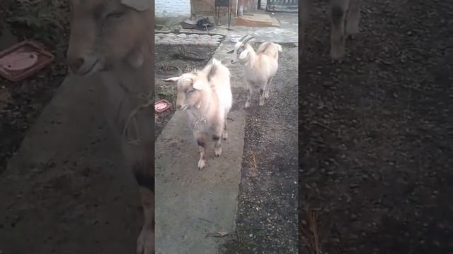 спорт у козлов смотреть онлайн