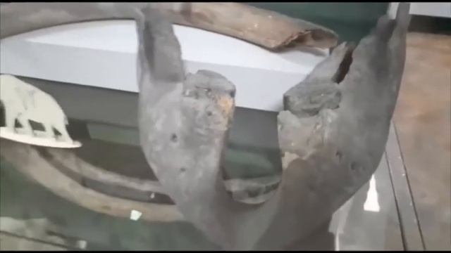 Зубы мамонта на выставке «Ископаемые животные Южного Зауралья» смотреть онлайн