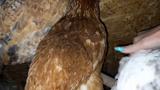 Куры спят, Мякиш чистит уток смотреть онлайн