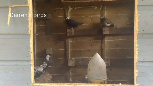Breeding Season & New Loft Update: Coloured Racing Pigeons смотреть онлайн
