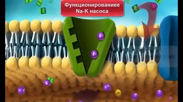 Натрий-Калиевый насос (Na-K насос) смотреть онлайн