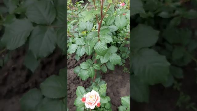 Роза Мэри Энн (Mary Ann) смотреть онлайн
