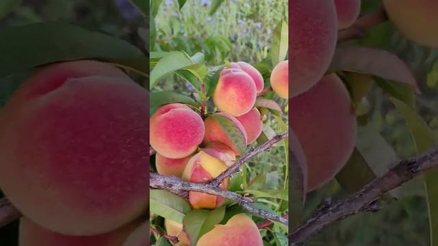 персик Донецкий желтый смотреть онлайн