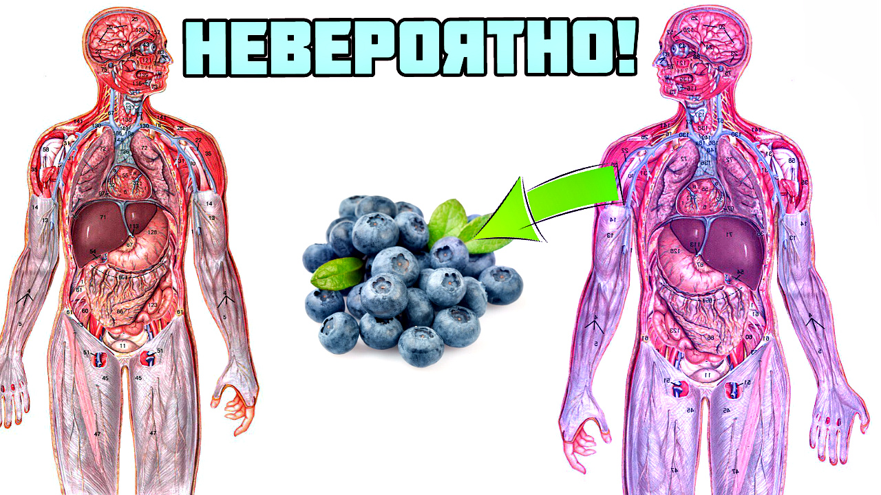 Нет конца пользы этой голубой ягоды для организма человека. Польза голубики для человека смотреть онлайн