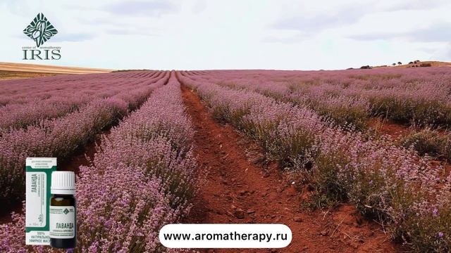 Эфирные масла. Эфирное масло Лаванды. BioACP-комлекс Центр Ароматерапии "ИРИС". Ирисова О.А. смотреть онлайн