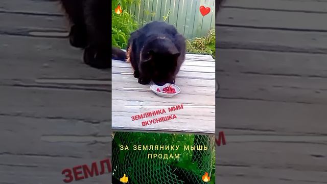 За землянику мышь продам смотреть онлайн