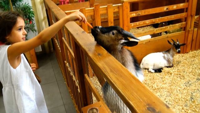 Контактный зоопарк. Contact zoo! Восторг и сплошное удовольствие! смотреть онлайн