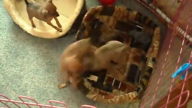 Питомник GALIVAS/ смотреть онлайн