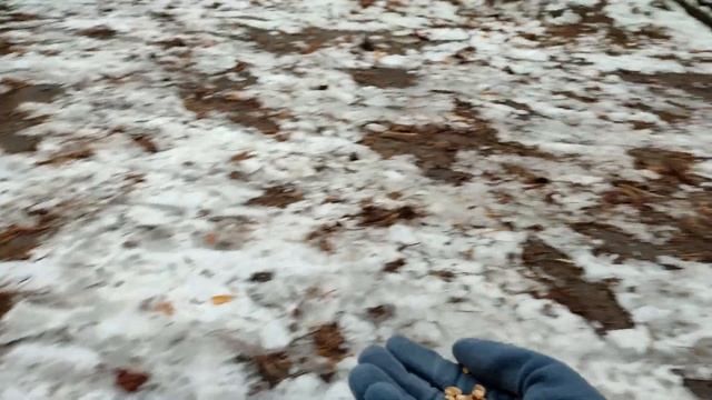 Кормим с Соней белок смотреть онлайн