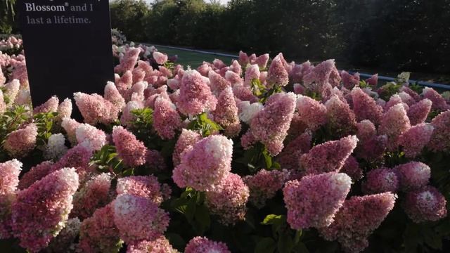 Hydrangea paniculata Living Strawberry Blossom смотреть онлайн