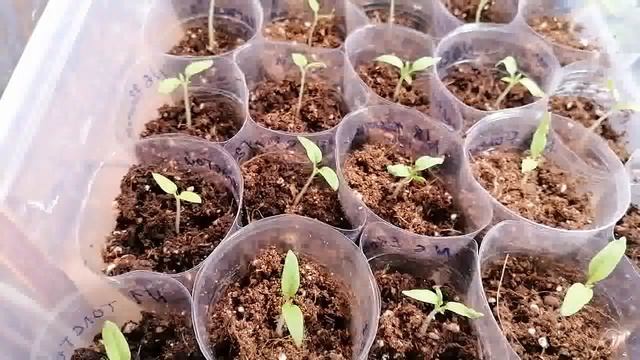 ОБЗОР ВСХОДОВ НА 17 МАРТА. ЧТО ВЗОШЛО, ЧТО НЕТ И КАК ВЫГЛЯДИТ. смотреть онлайн