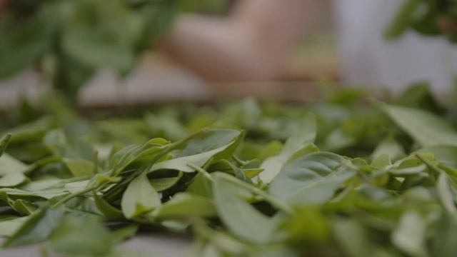 International Tea Day 2023 смотреть онлайн
