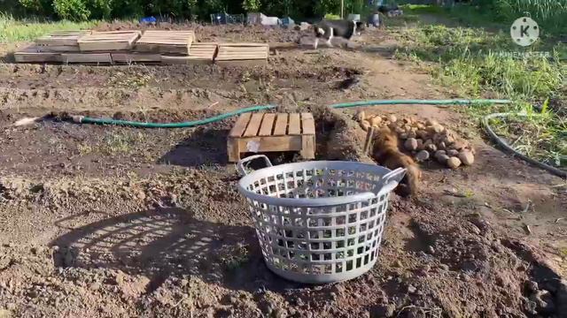 Кошки-зайцы-обезьяны! Отдаю. Какой полезный абрикос и людям и кошкам..5.6.22 г.Влог Адамовка