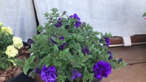 Обзор сортов вегетативных петуний N3 Tumbelina