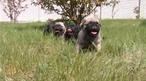 Как выбрать мопса. Какого щенка лучше купить.