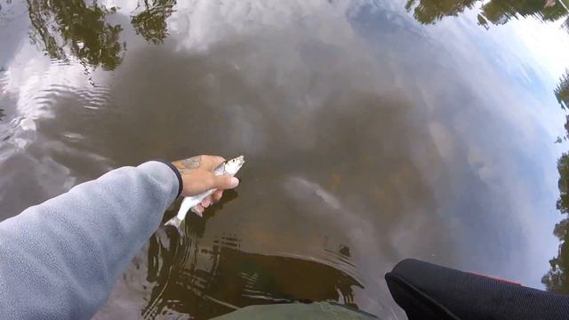 Мормышинг на спиннинг УЗОЛА ОКУНЬ УКЛЕЙКА ЕЛЬЧИКИ ГОЛАВЛЬ Mukai As 1632