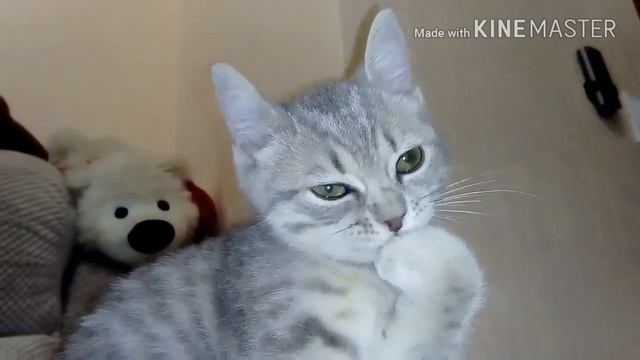 Антицарапки для котов || Anti-scratch for cat's смотреть онлайн