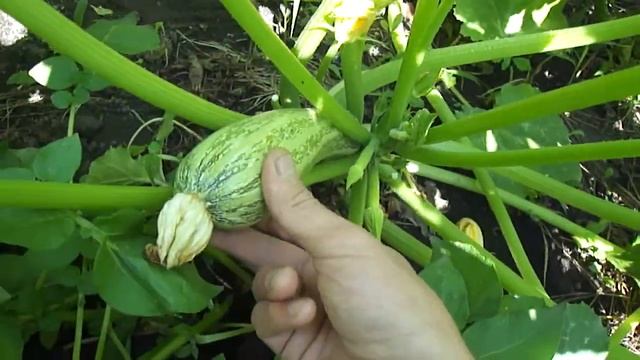 Выращивание жёлтых и зелёных кабачков смотреть онлайн