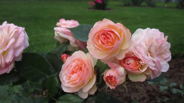 ✿➽ Такая нежная и изменчивая Pastella 23 08 смотреть онлайн