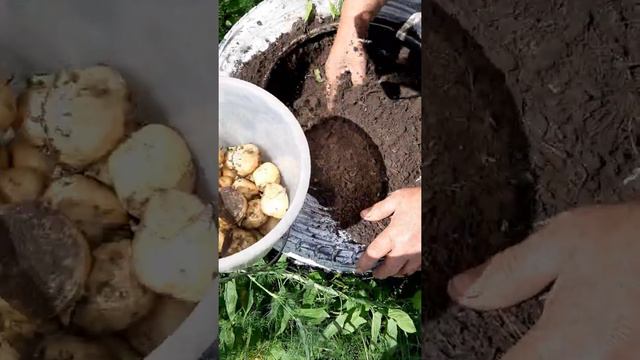 Картофель за 2 месяца. с 2х клубней. смотреть онлайн