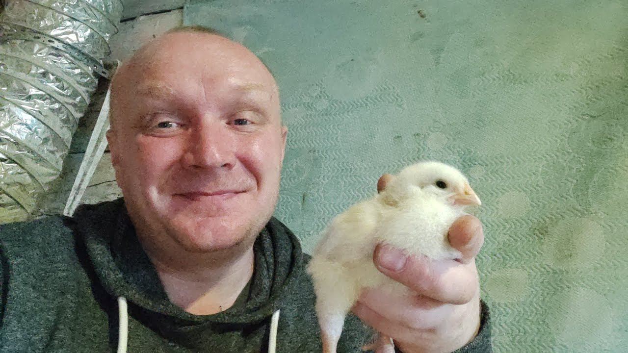 Краткий обзор "цыпочек". смотреть онлайн