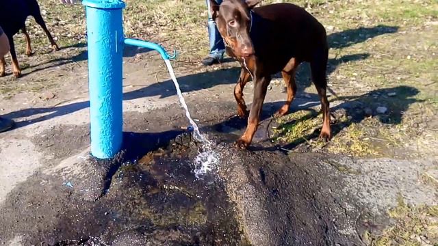 Doberman Versailles Magnifique Jocelin и его друг Дэйнар смотреть онлайн